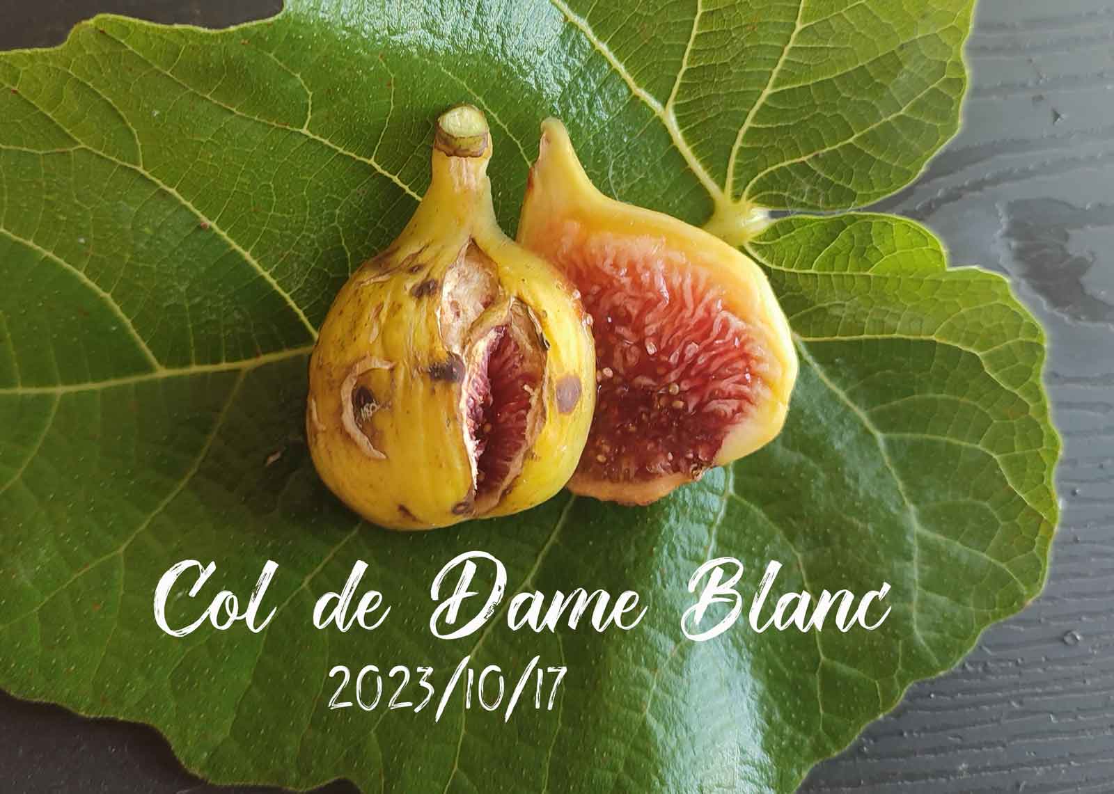 Col de Dame Blanc