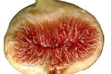 世界のイチジクの品種と特徴・味・耐寒性・栽培 | 世界のイチジク