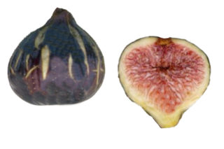 LSU Hollier Fig(LSUホーリエ イチジク)の特徴・味・耐寒性・栽培