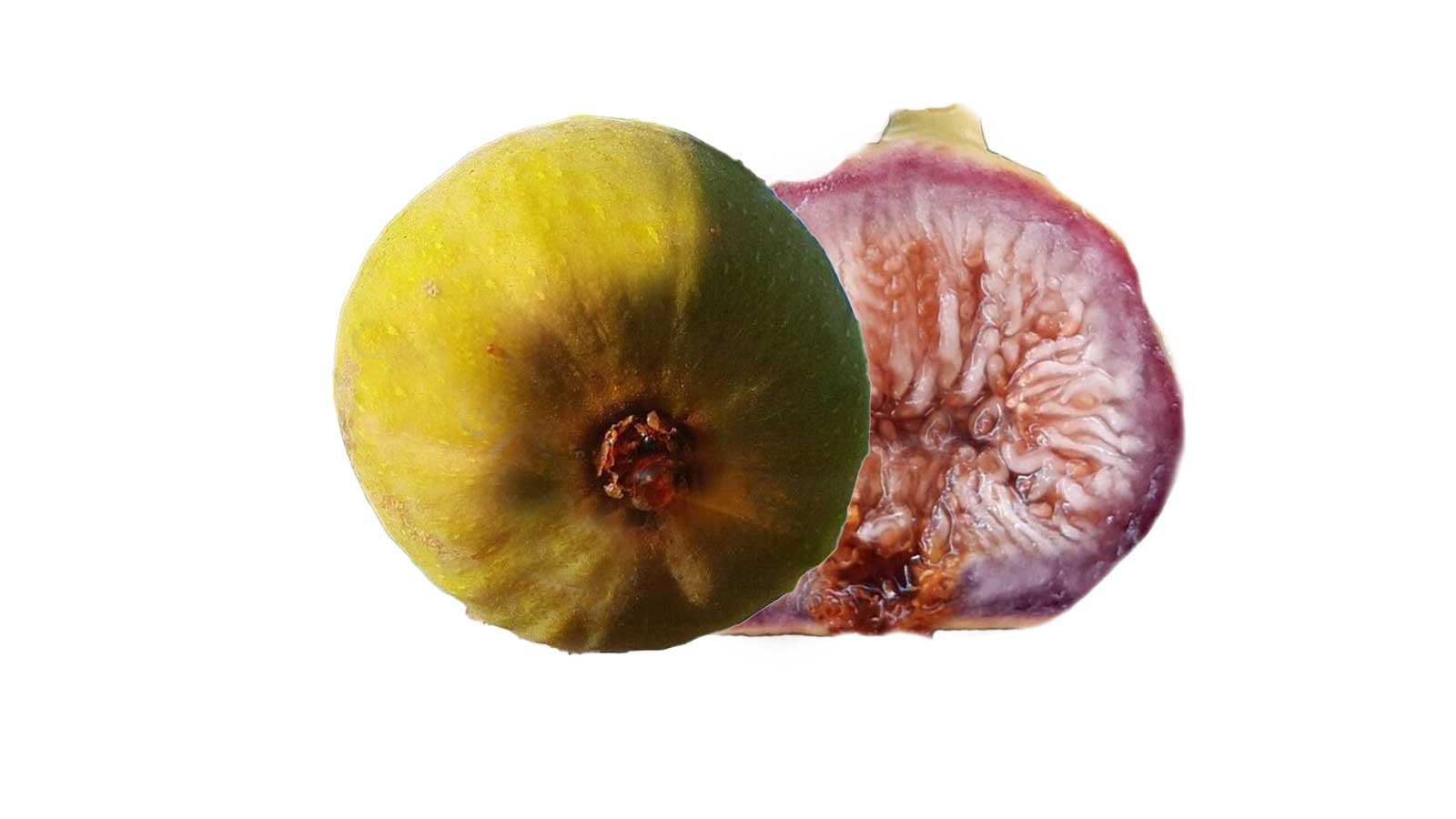 Heimoniatika　Fig(ヘイモニアティカ イチジク)