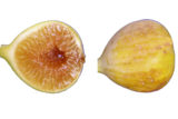 Golden Riverside Fig(UCR 278-128) ゴールデンリバーサイド イチジク