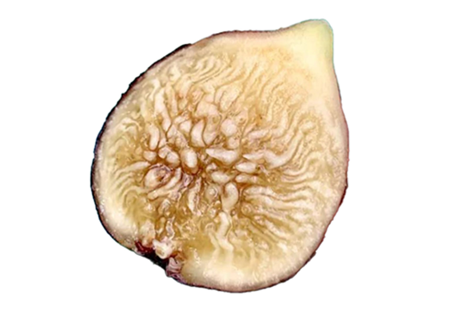 Zaffiro Fig(ザフィーロ イチジク)の特徴・味・耐寒性・栽培 | 世界の 
