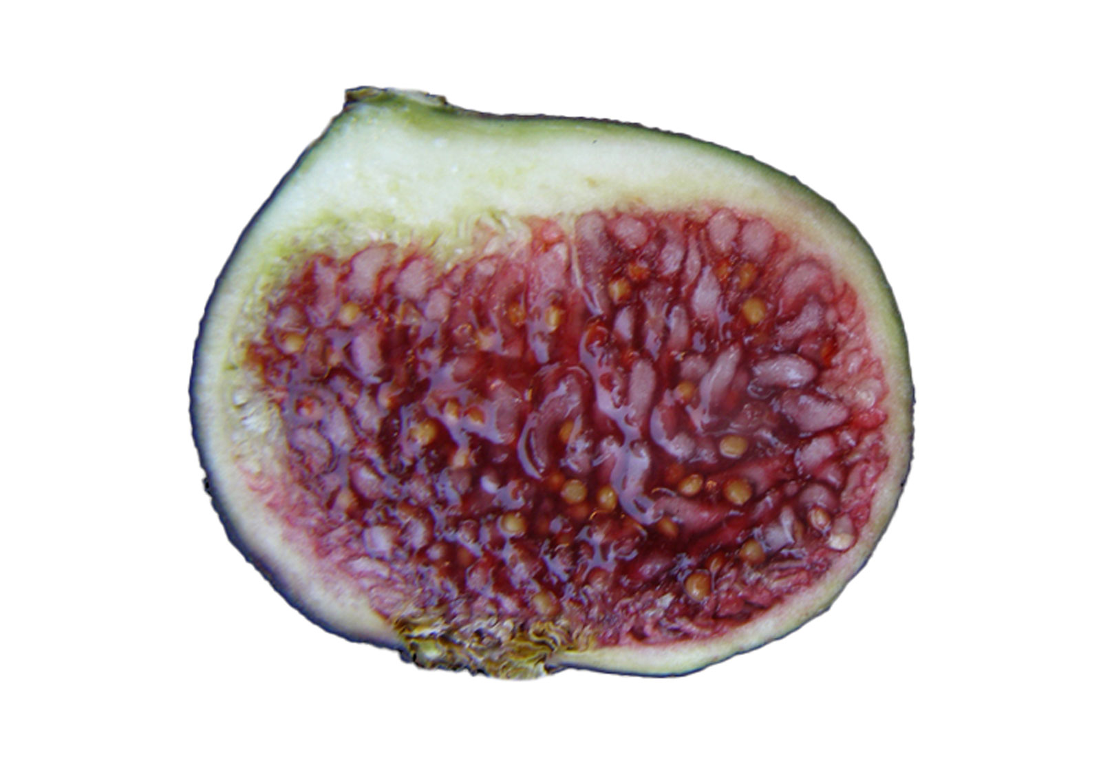 Raspberry Latte Fig(ラズベリー ラテ)の特徴・味・耐寒性・栽培 
