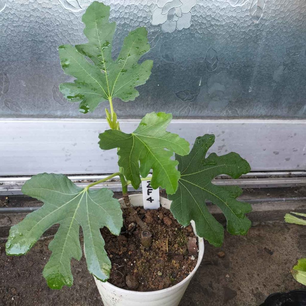 Zaffiro 7(#7)Fig(ザフィーロ 4 イチジク)の特徴・味・耐寒性・栽培 