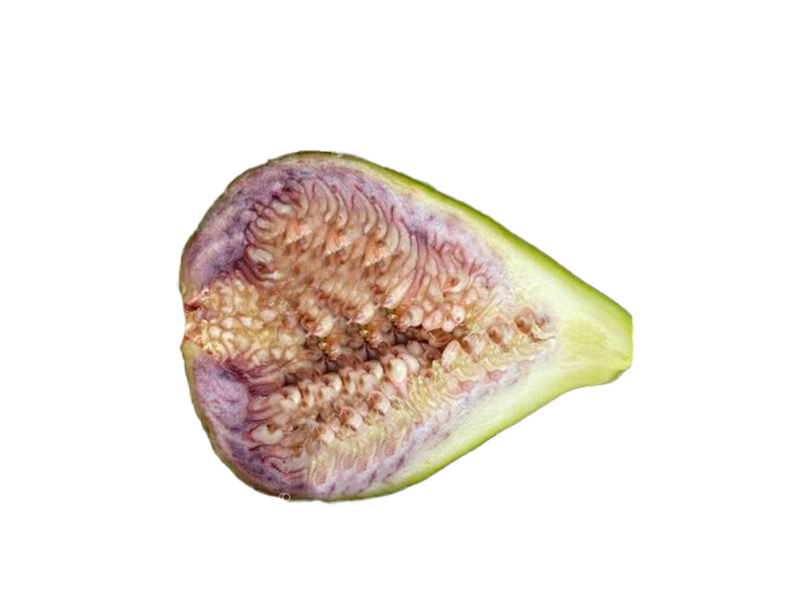 Zaffiro 7(#7)Fig(ザフィーロ 4 イチジク)の特徴・味・耐寒性・栽培