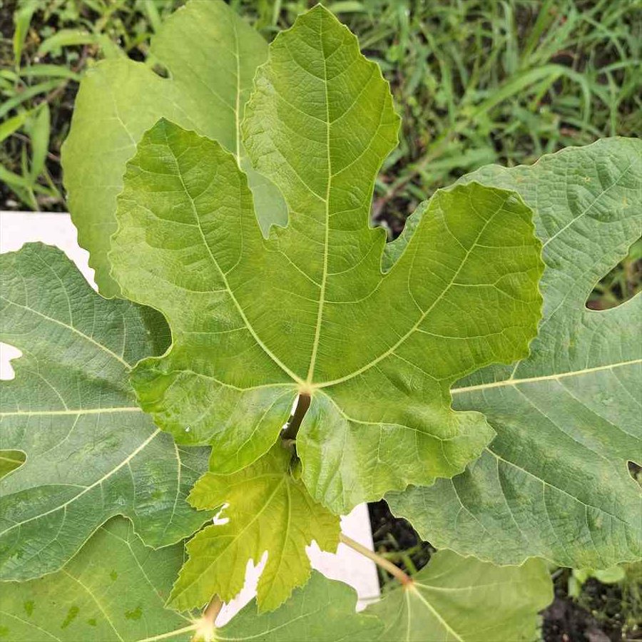 Black Beauty 10 Fig(ブラック ビューティ10)の特徴・味・耐寒性・栽培 