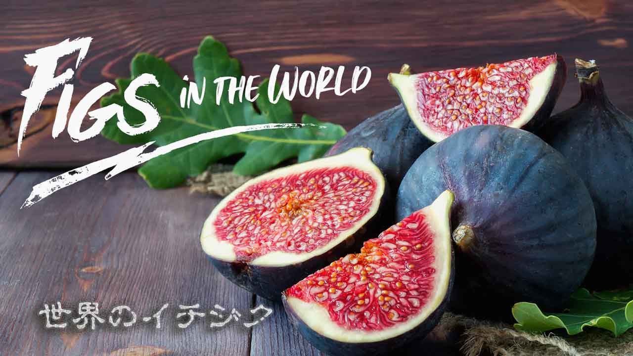 LSU Hollier Fig(LSUホーリエ イチジク)の特徴・味・耐寒性・栽培 