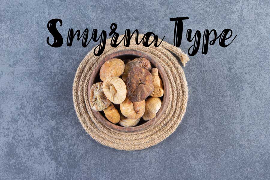 Smyrna-Type