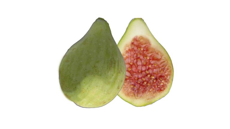 The LSU Fig Collection LSU シリーズ イチジク(Dr. Ed O’Rourke・エド・オルーク博士) | 世界のイチジク