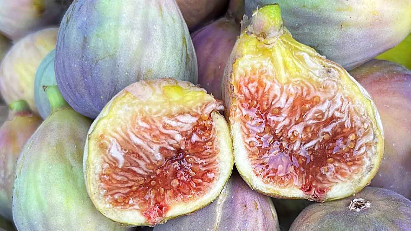 グリース・ド・セントジーン