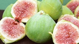 ホワイトゼノア